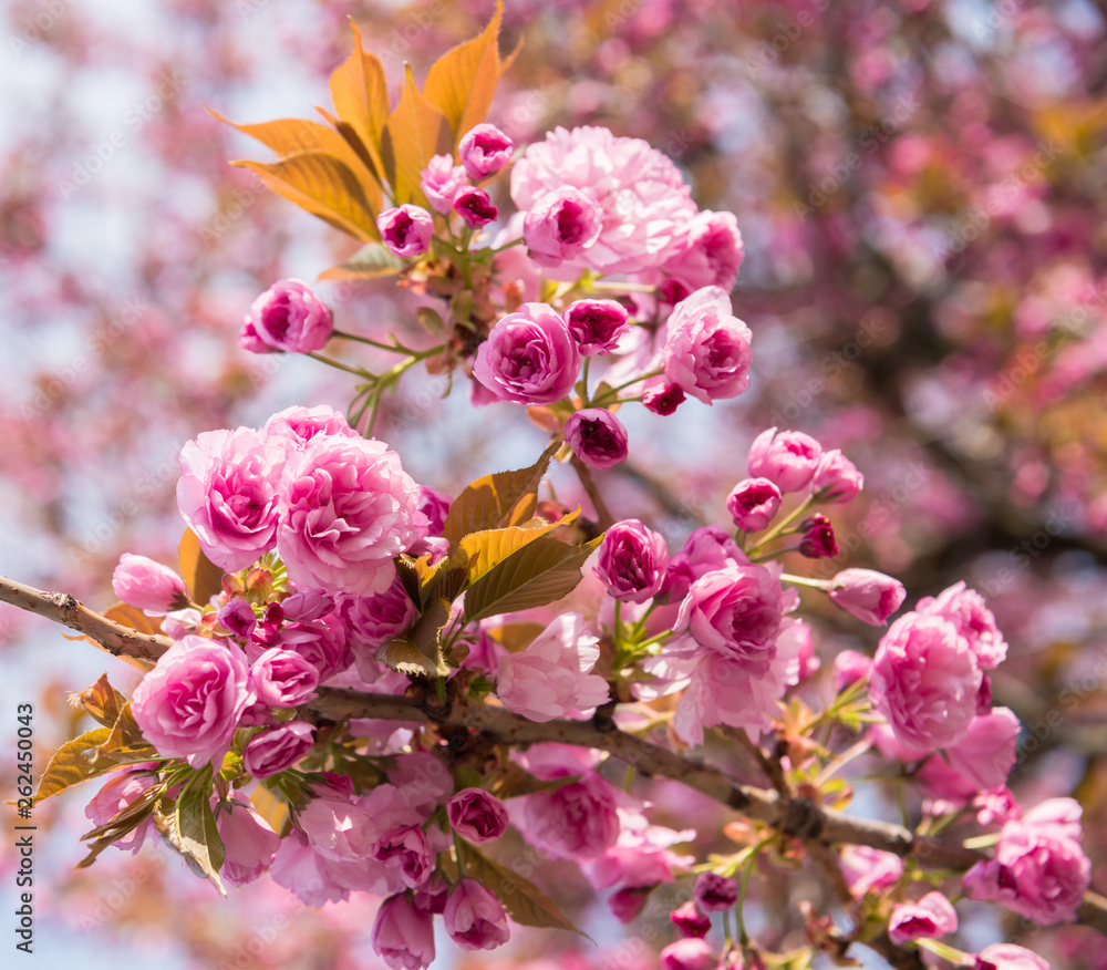 Pink Japanese cherry-tree blossom. Sakura. Pink Japanese cherry-tree blossom. Sakura.