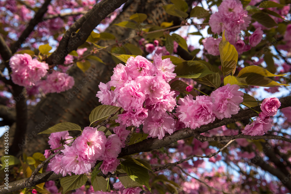 Pink Japanese cherry-tree blossom. Sakura.