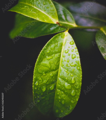 Tea leaf
