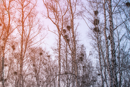 crow's nests on birches at sunset and moon