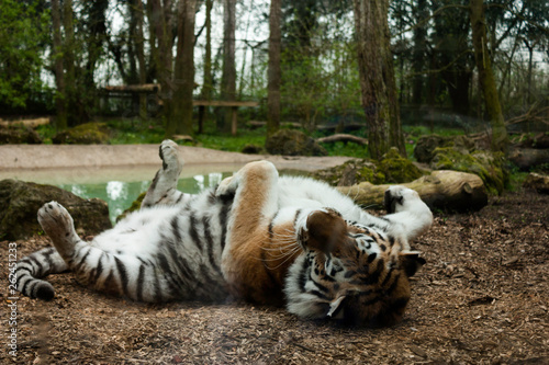 Sleeping tiger in the zoo