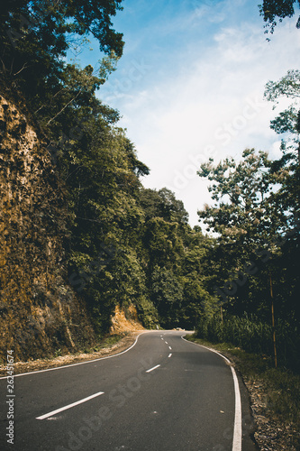 road in forest 2