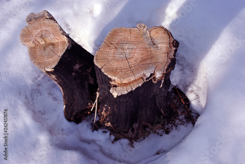 Sawn two acacia trees stump on snowy glade, natural organic background, close up detail top view