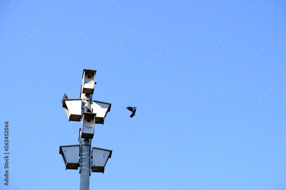 bird house bird house