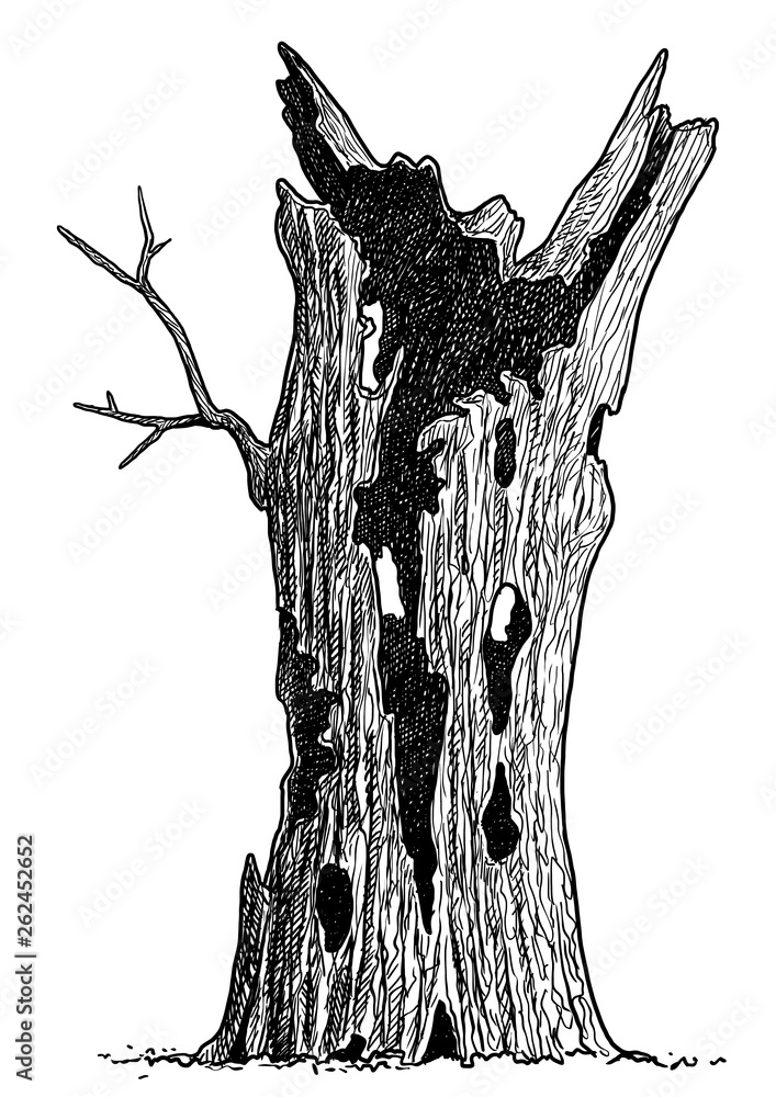 Dead tree illustration, drawing, engraving, ink, line art, vector Stock ...