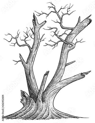 Dead tree illustration, drawing, engraving, ink, line art, vector