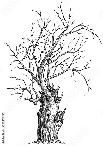 Dead tree illustration, drawing, engraving, ink, line art, vector