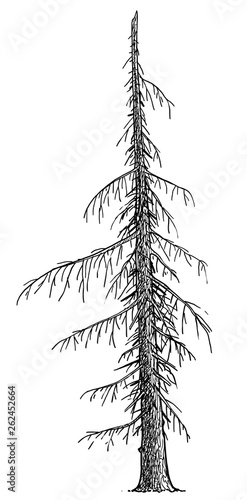 Dead tree illustration, drawing, engraving, ink, line art, vector