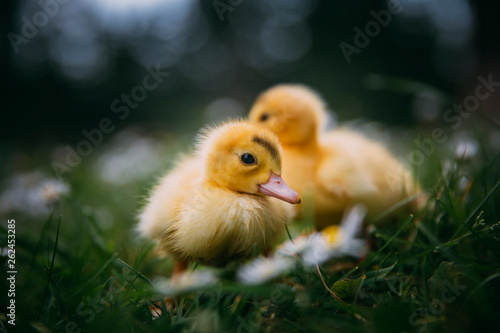 Baby Duck