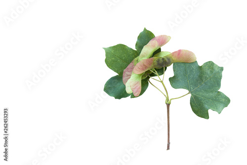 Field maple (Acer campestre) branch with leaves and fruits isolated on a white background.space for text.