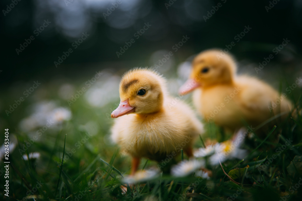 Baby Duck Baby Duck