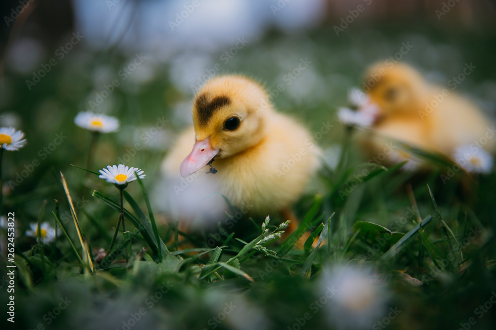 Baby Duck Baby Duck
