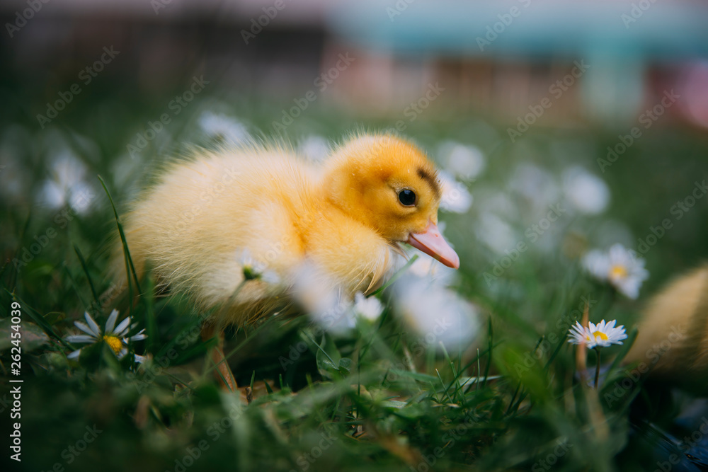 Baby Duck