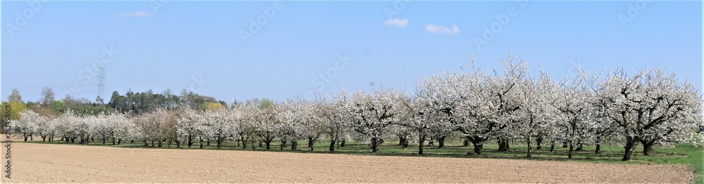 Sauerkirschblüte