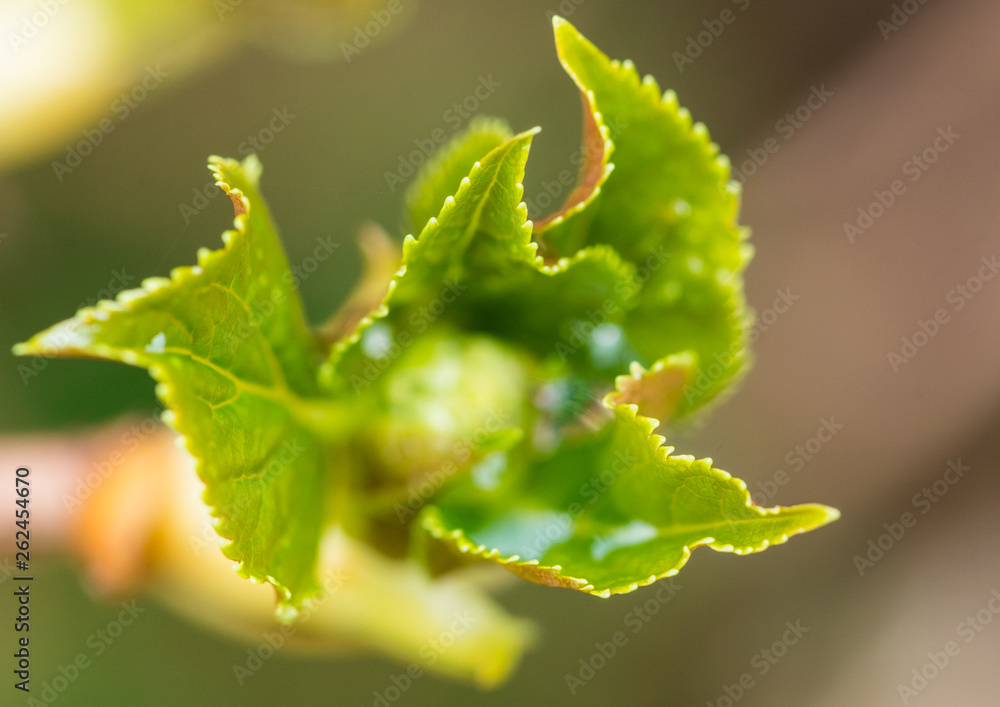 Hydrangea Leaf Hydrangea Leaf