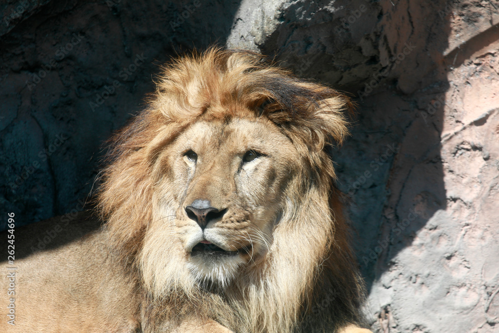 Naklejka premium ライオン ライオンの顔のアップ アフリカライオン