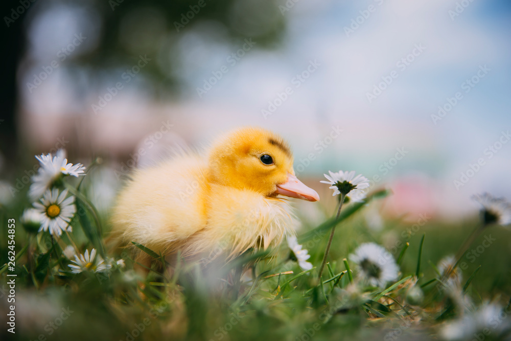 Baby Duck