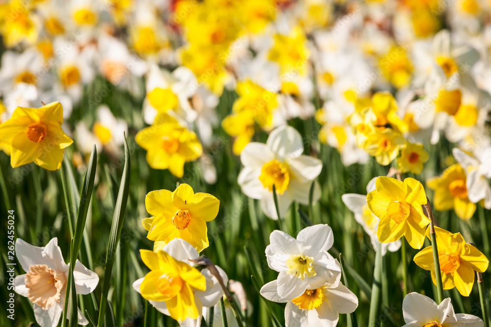 Daffodil flowers in spring garden