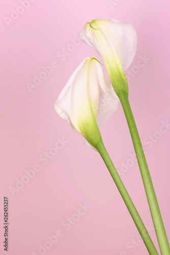 Gentle beautiful white callas on a light pink background.