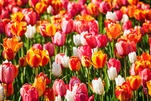 Tulip flowers in spring garden