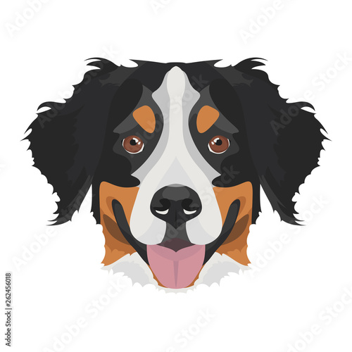 Illustration Berner Sennenhund