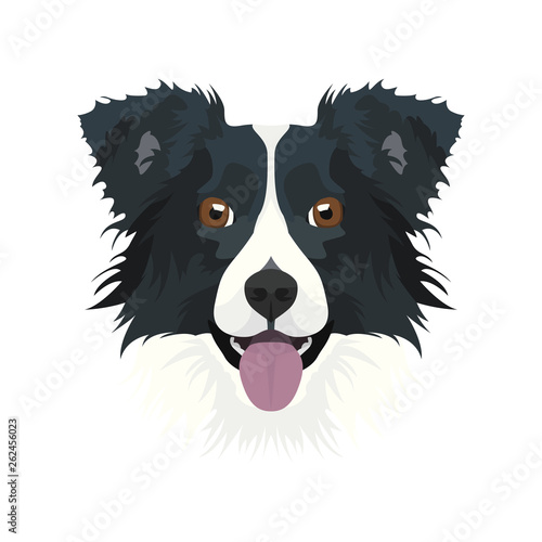 BorderCollie01