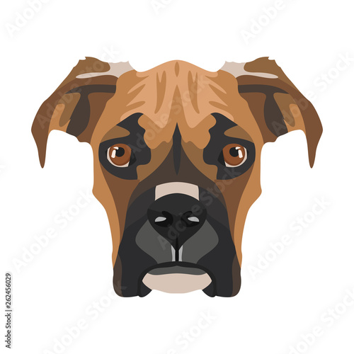 Illustration Boxer