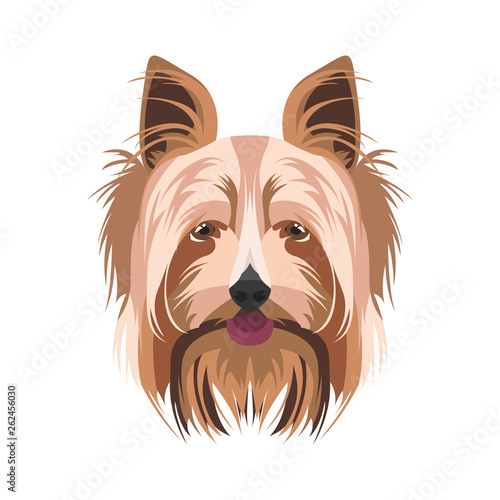Illustration Yorkshire Terrier
