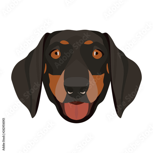 Illustration Dackel