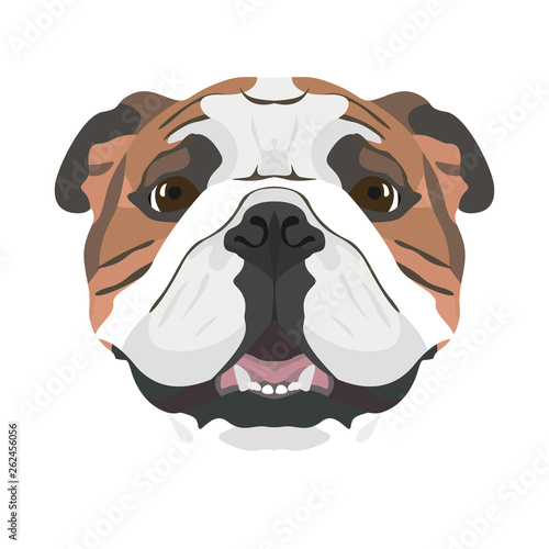 Illustration Englische Bulldogge