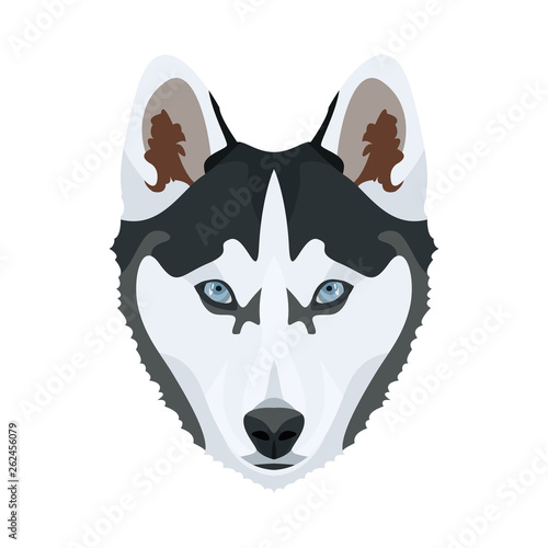 Illustration Husky