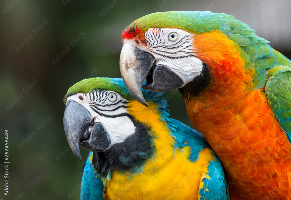 Pretty Macaw parrots with multi-colored feathers Pretty Macaw parrots with multi-colored feathers