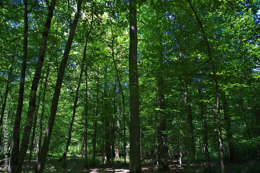 Fototapeta premium Puszcza Białowieska, Białoruś