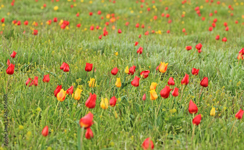 Multicolored tulips, wild tulips Schrenk, spring flowers bloom