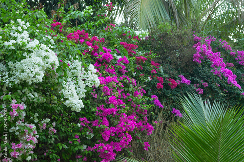 Fototapeta Naklejka Na Ścianę i Meble -  Beautiful tropical flowers and palm leaves. Rainforest thicket. White and purple bougainvillea with green foliage.
