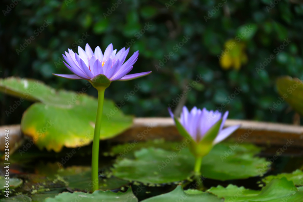 Lotus blooming on water surface and green leaves Lotus blooming on water surface and green leaves