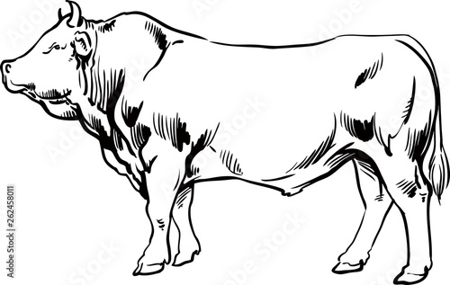 Big young bull. Cow.   Meat, beef. Farm products