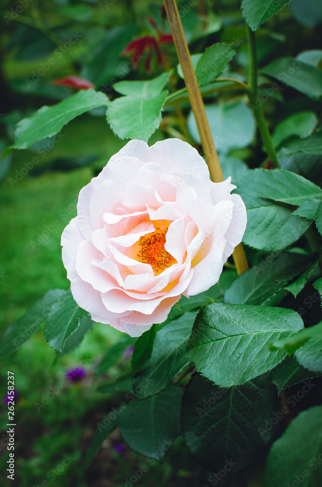 Pink delicate rose close-up, vertical photo. Pink delicate rose close-up, vertical photo.