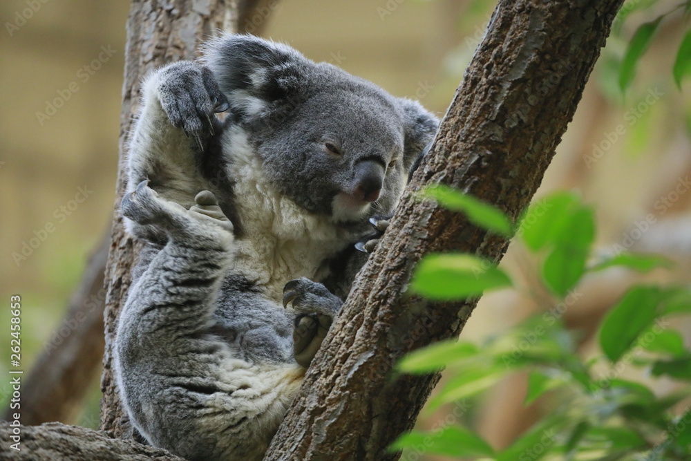 Obraz premium コアラ コアラのアップ コアラの親子