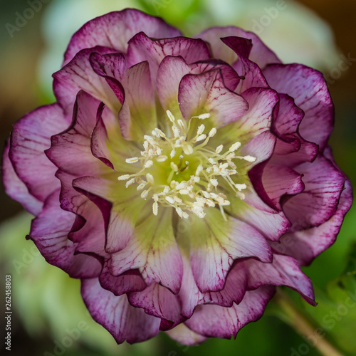 Helleborus Double Ellen