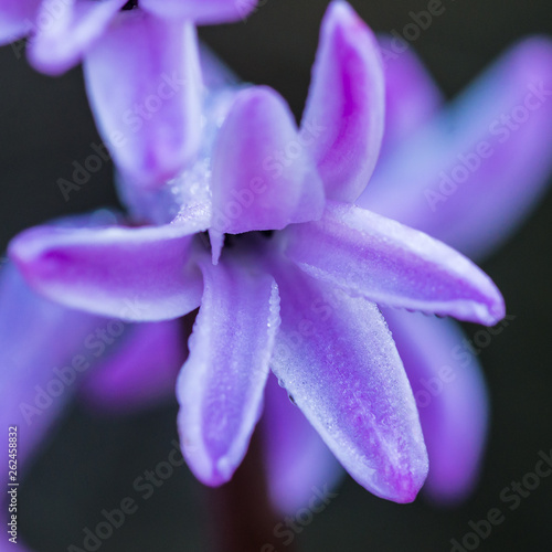 Lilac Hyacinth
