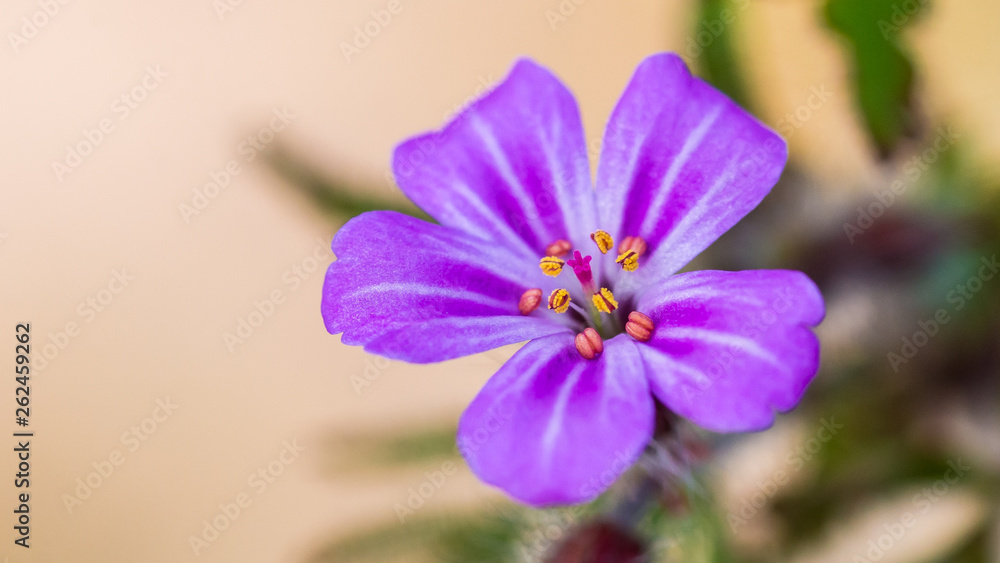 Obraz premium Herb Robert