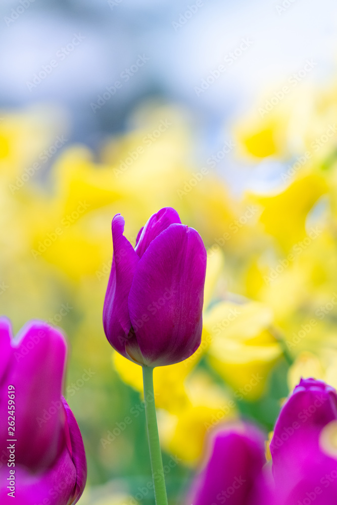Beautiful view of purple tulips. Tulip flowers meadow.Tulip garden. Group of colorful tulip. Beautiful view of purple tulips. Tulip flowers meadow.Tulip garden. Group of colorful tulip.