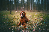 Beautiful young irish setter lie on a ground in the forest. Hunting dog in a nature. Concept of pets.