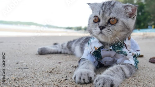Scottish fold cat wearing a shirt at the beach in summer concept.