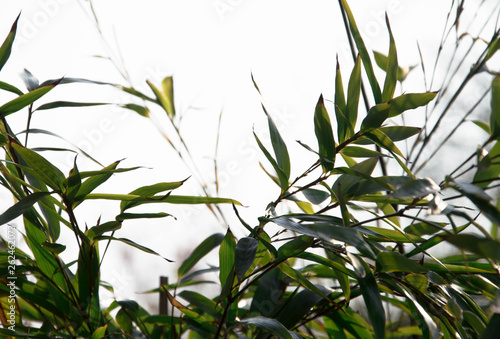 Close up of bamboo leaves on white background