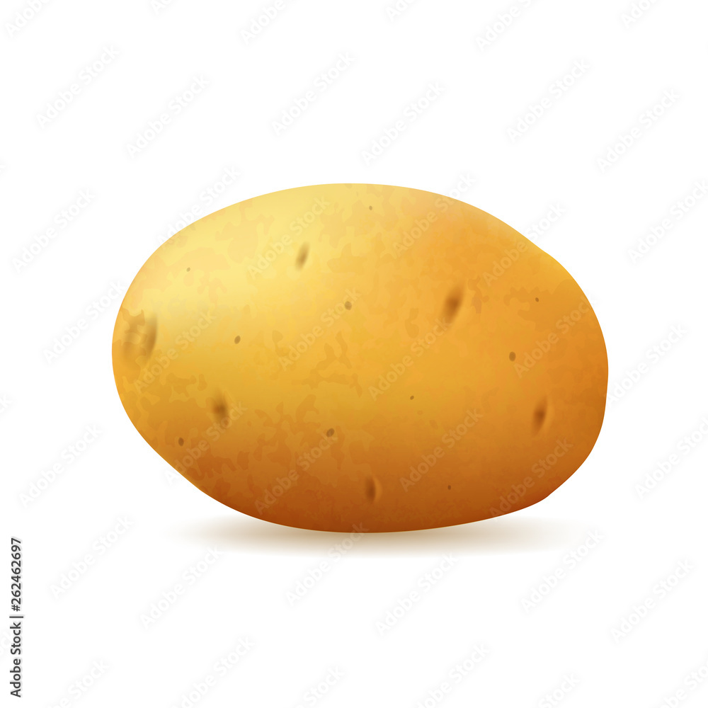 Tuber potato on a white background, vector. Tuber potato on a white background, vector.
