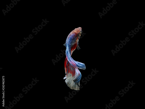 Double color halfmoon beta fish on black background