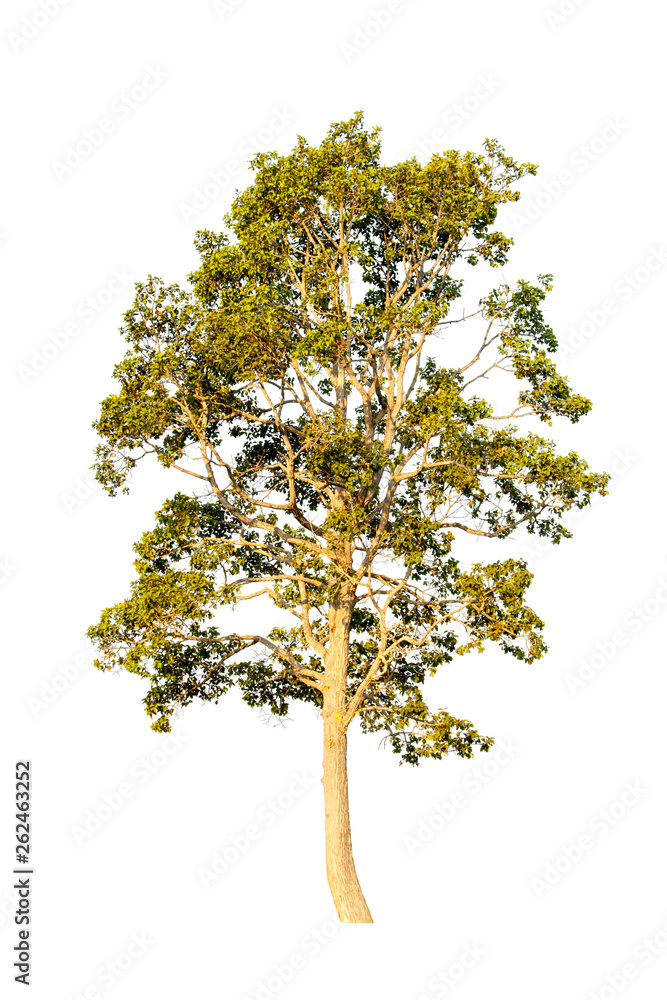 Collection of isolated tree on white background