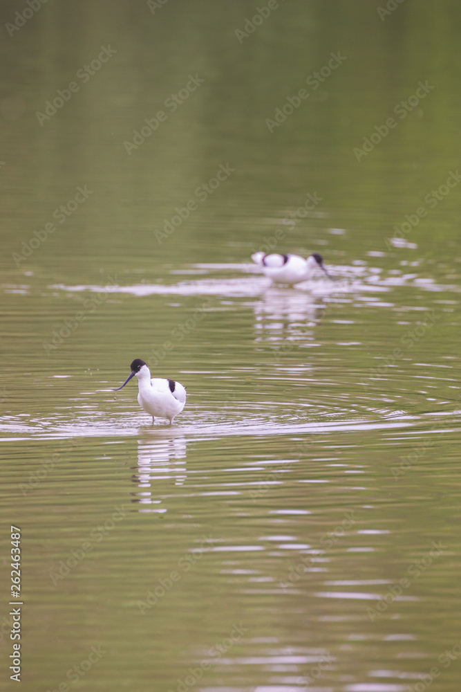 Avocet in a protected nature reserve Avocet in a protected nature reserve